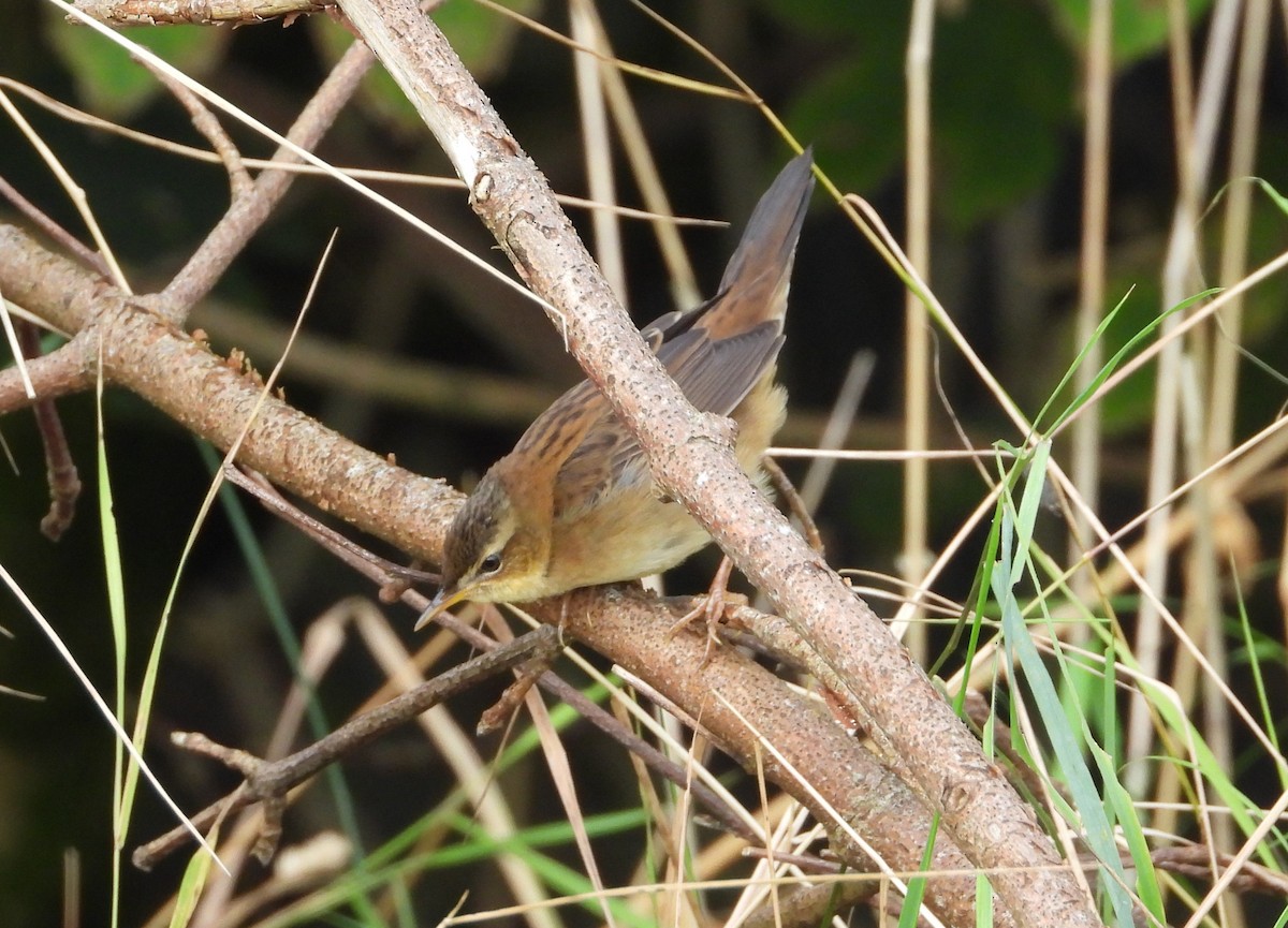 シベリアセンニュウ - ML643713014