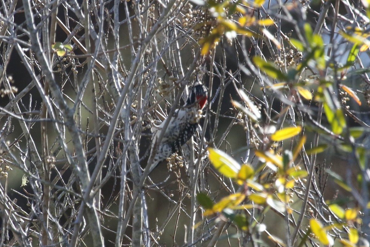Nuttall's Woodpecker - ML643713024