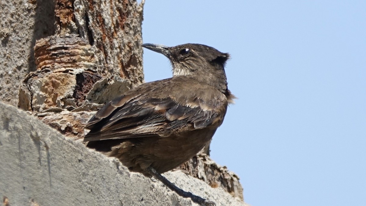 Surf Cinclodes - ML643713050