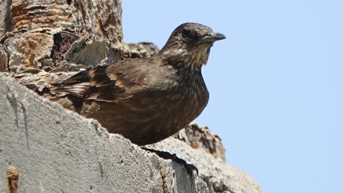 Surf Cinclodes - ML643713051