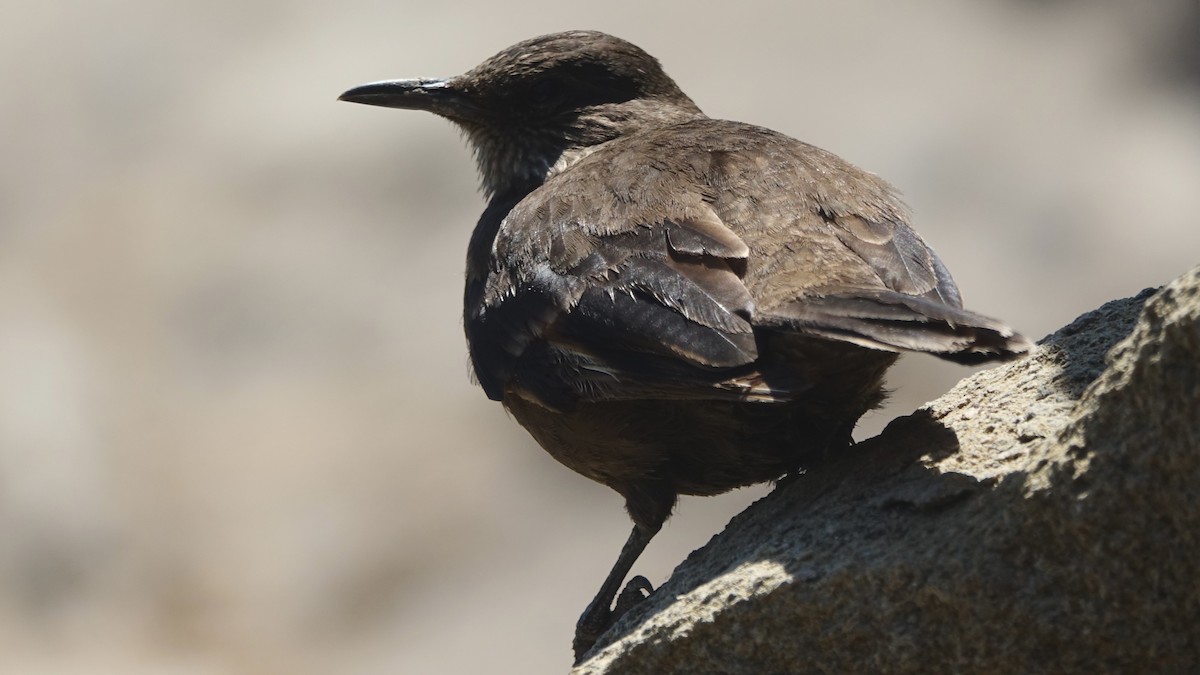 Surf Cinclodes - ML643713053