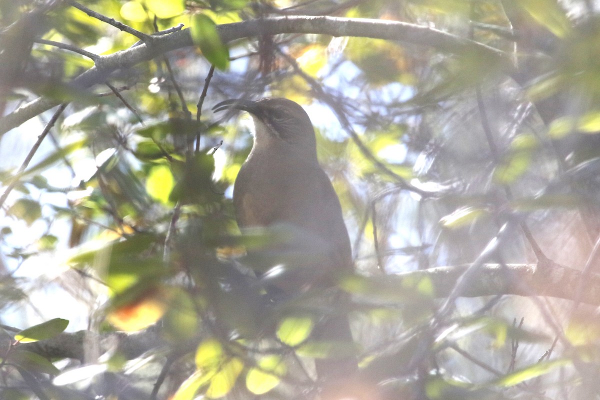 California Thrasher - ML643713056