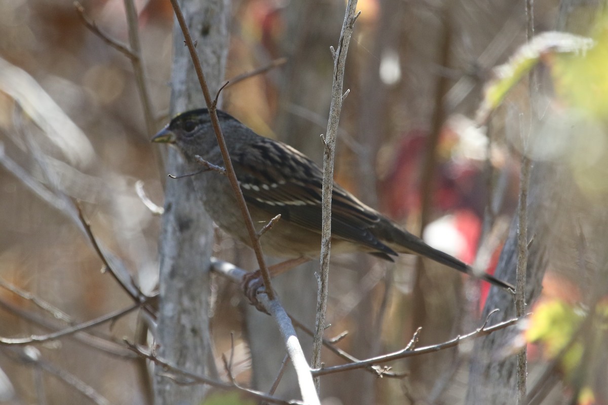 Golden-crowned Sparrow - ML643713071