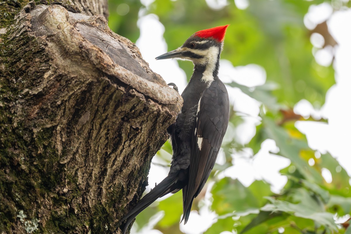 Pileated Woodpecker - ML643713072