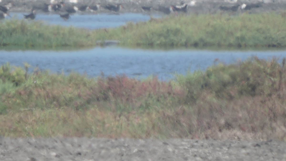 Black Skimmer - ML643713075
