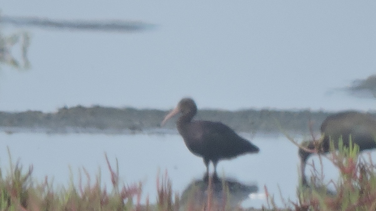 Puna Ibis - ML643713086