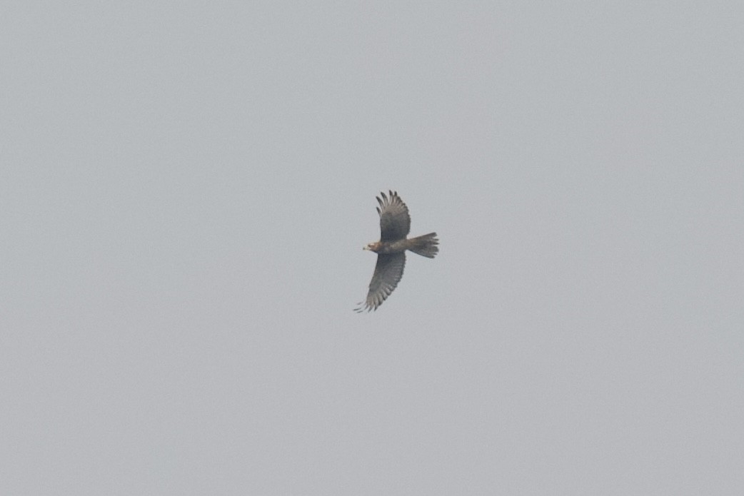 White-eyed Buzzard - ML643713107
