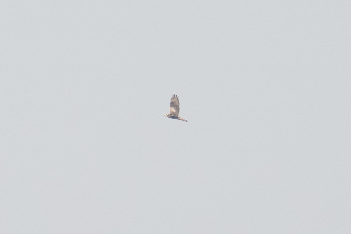 White-eyed Buzzard - ML643713108