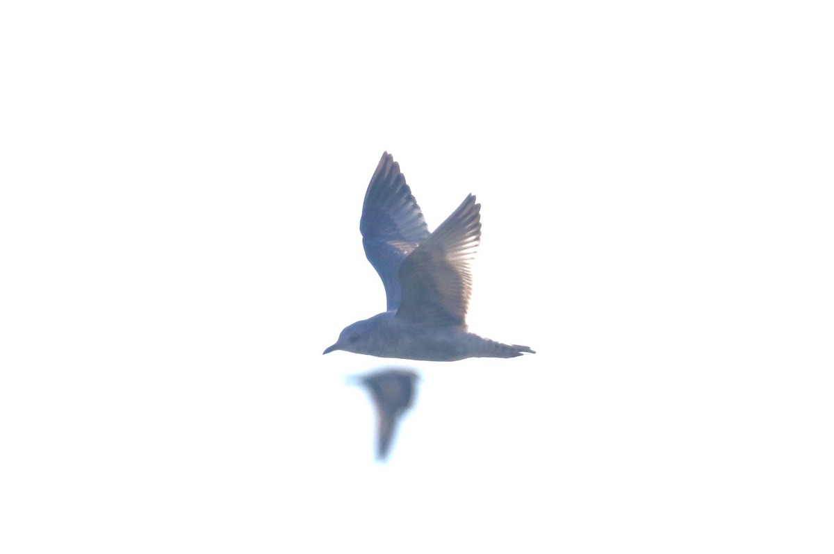 コカモメ - ML643713139