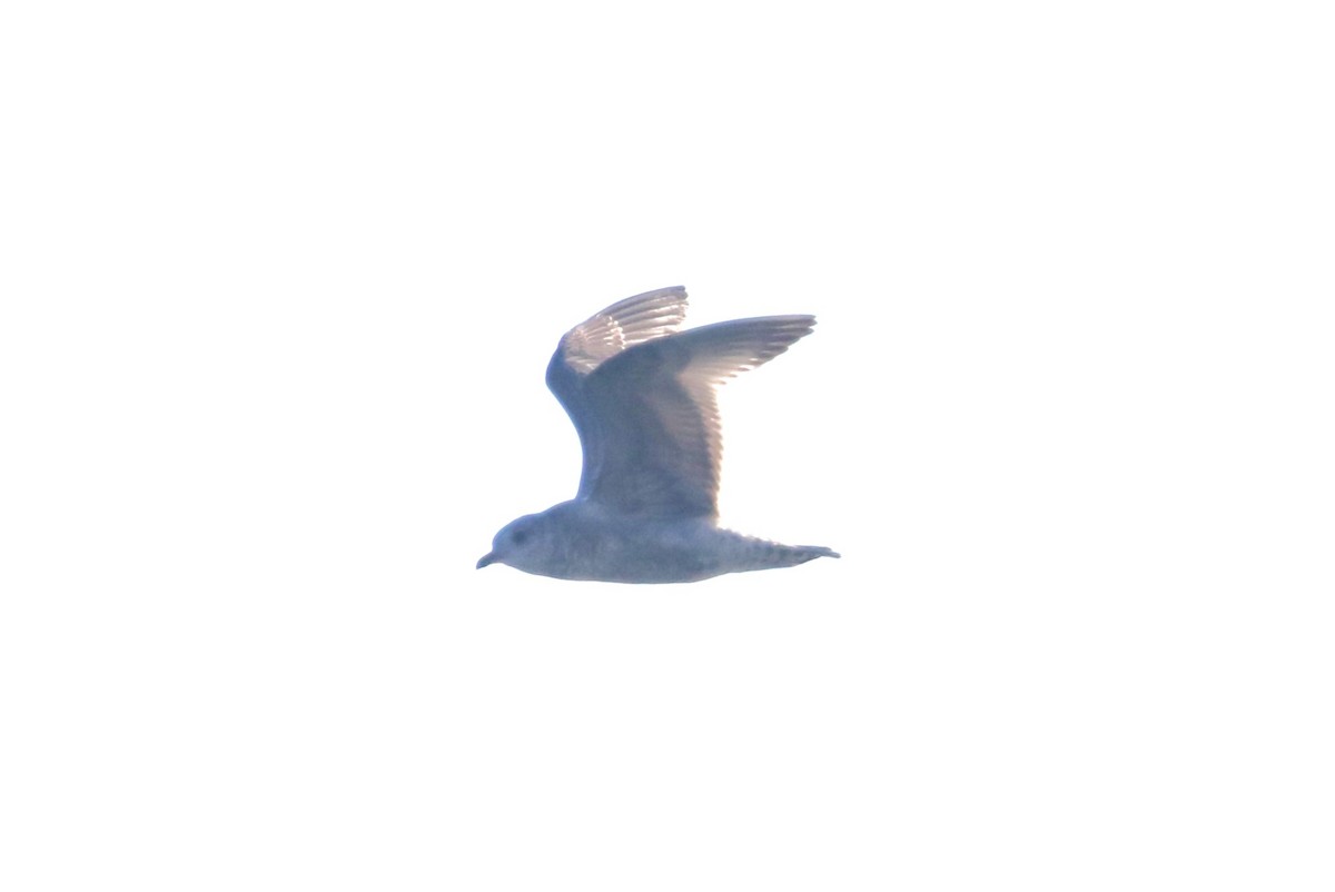 コカモメ - ML643713140
