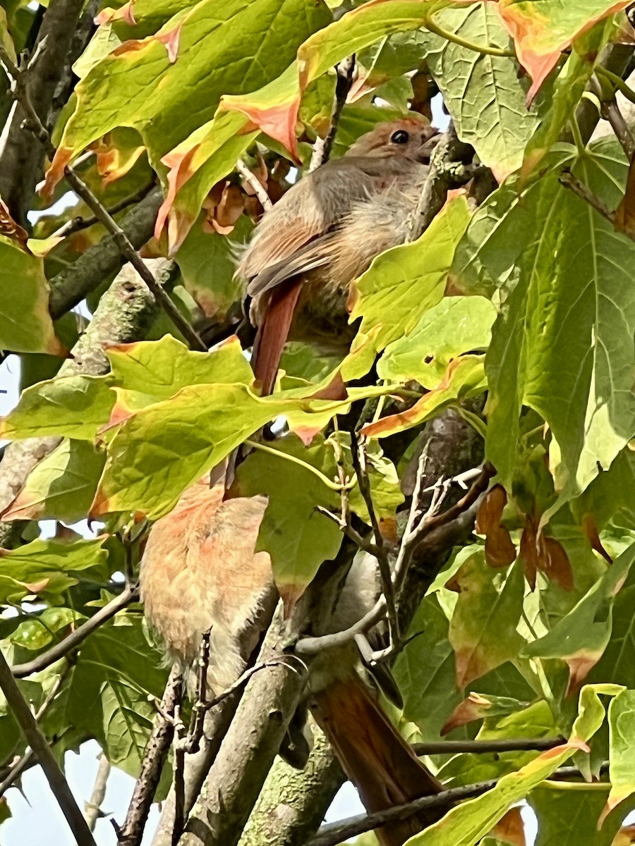 ショウジョウコウカンチョウ - ML643713151