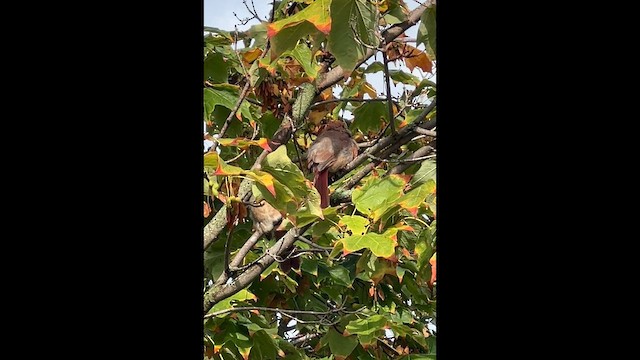 ショウジョウコウカンチョウ - ML643713153