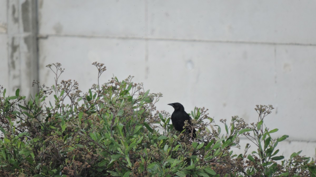 Scrub Blackbird - ML643713191
