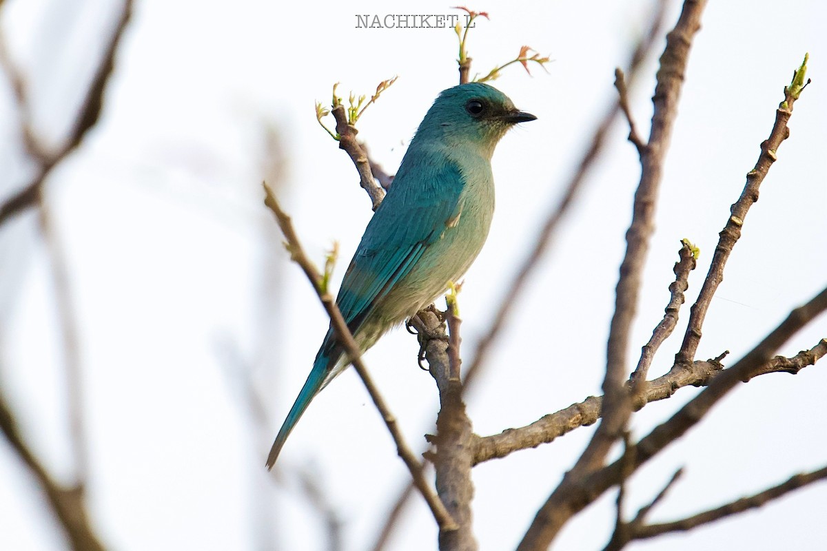 Verditer Flycatcher - ML643713197