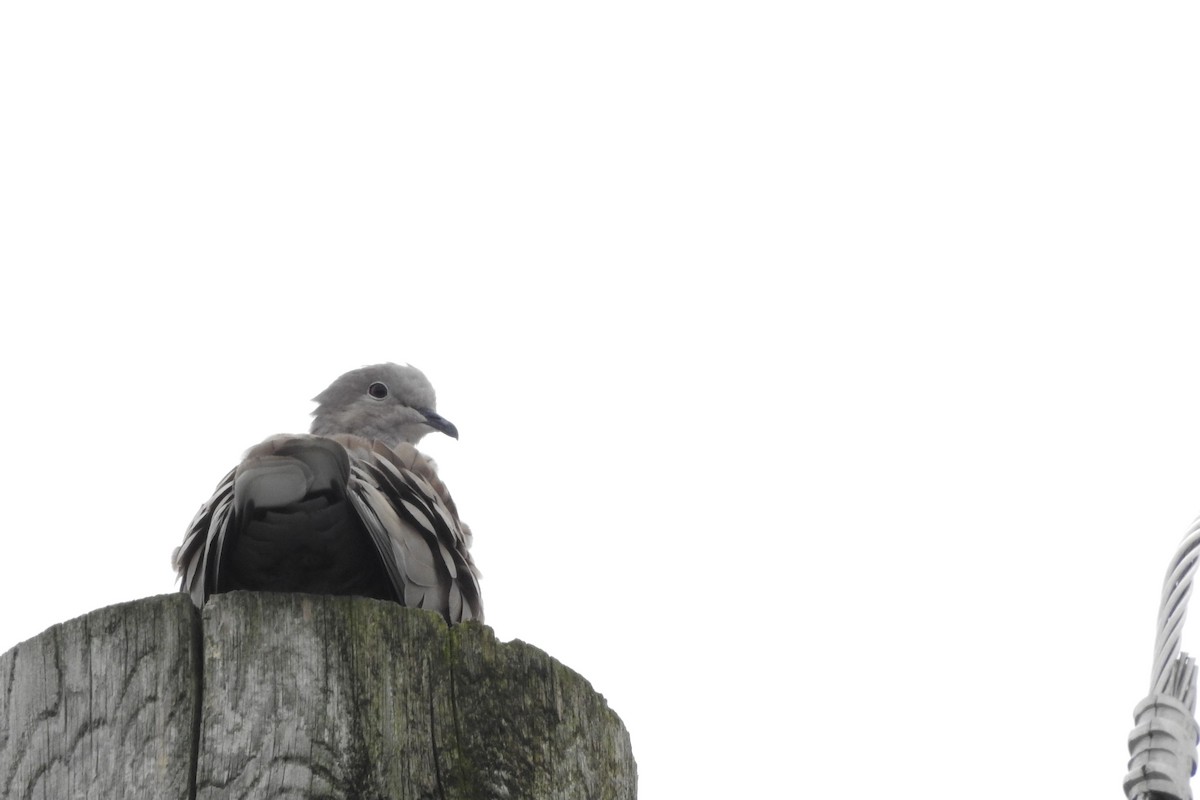 Eurasian Collared-Dove - ML643713231