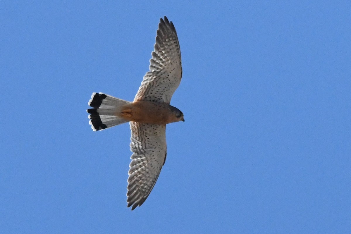 poštolka obecná (ssp. canariensis/dacotiae) - ML643713235