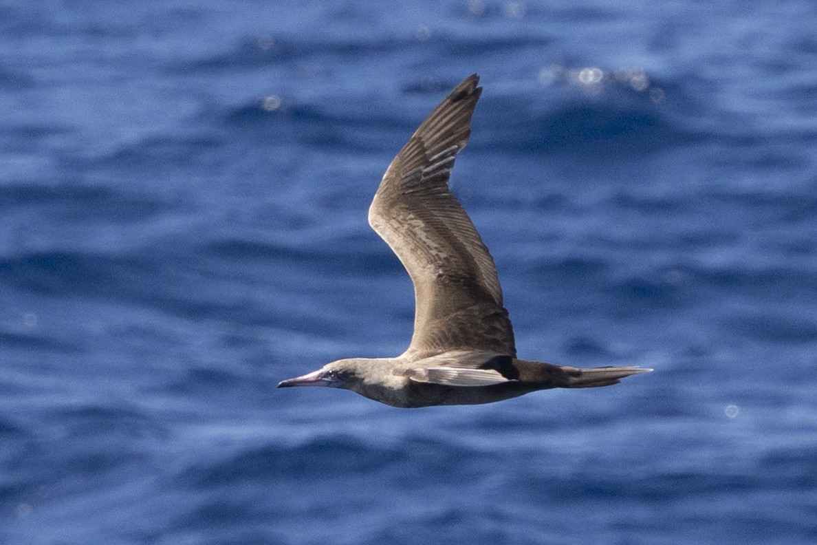 Red-footed Booby - ML643713249