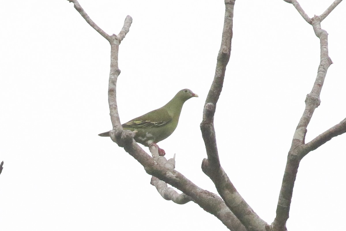 Thick-billed Green-Pigeon - ML643713250