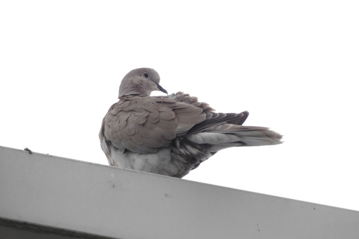 Eurasian Collared-Dove - ML643713252