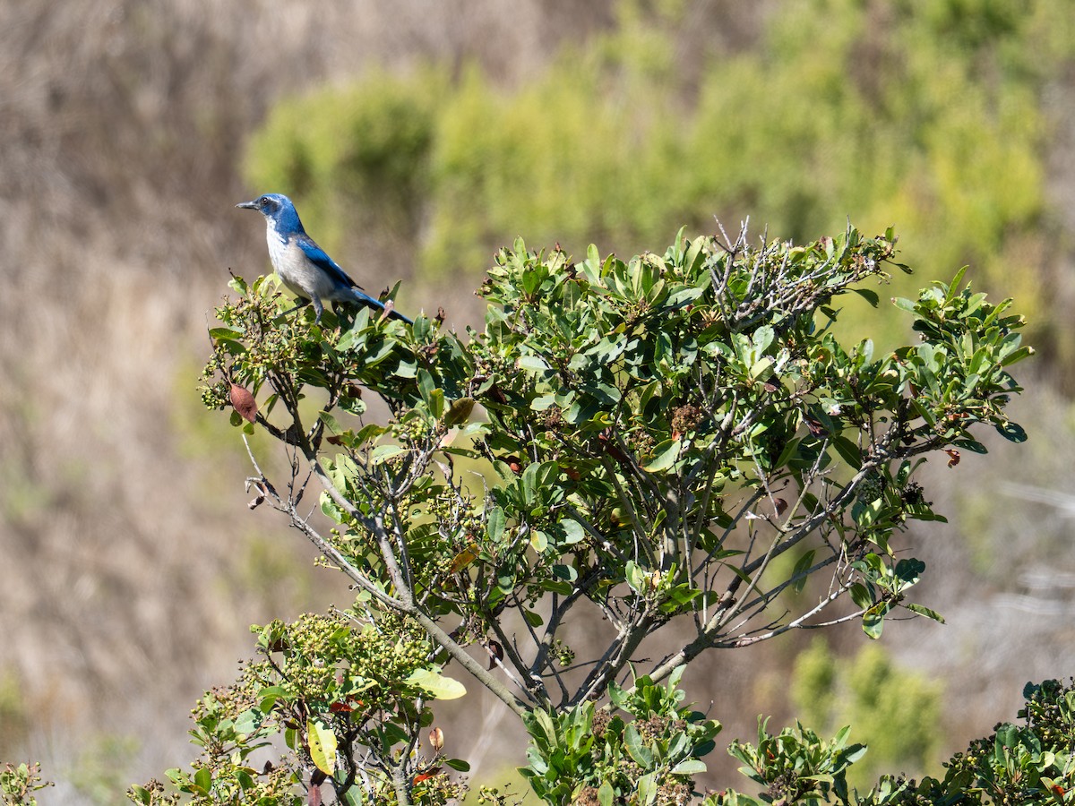 Island Scrub-Jay - ML643713277