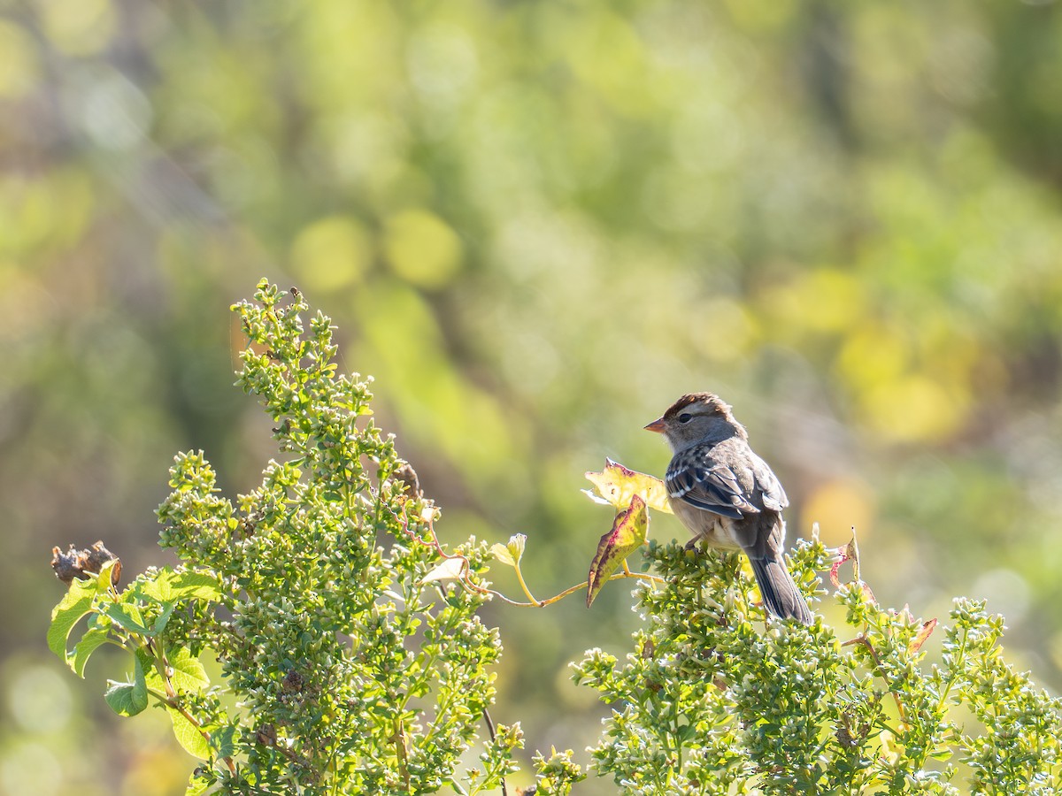 White-crowned Sparrow - ML643713295