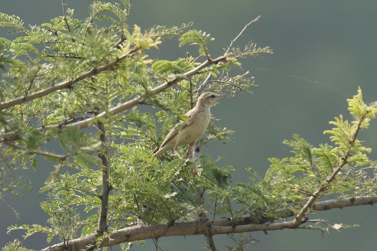 Pipit rousseline - ML643713296