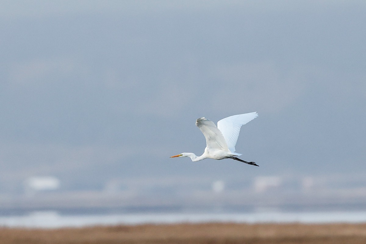 Great Egret - ML643713321