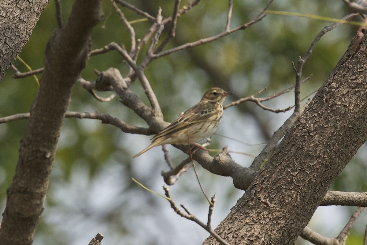 Pipit des arbres - ML643713336