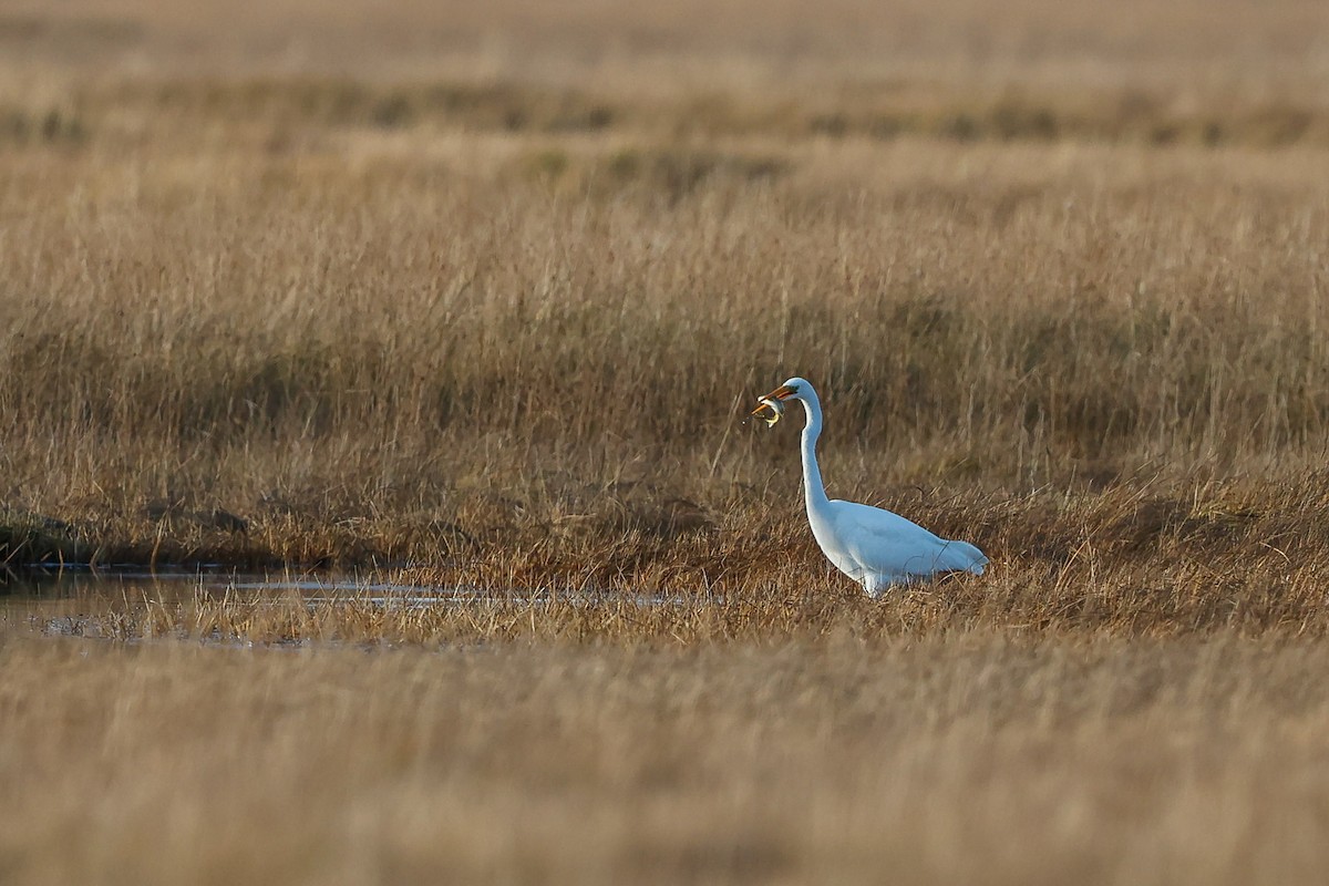Great Egret - ML643713339