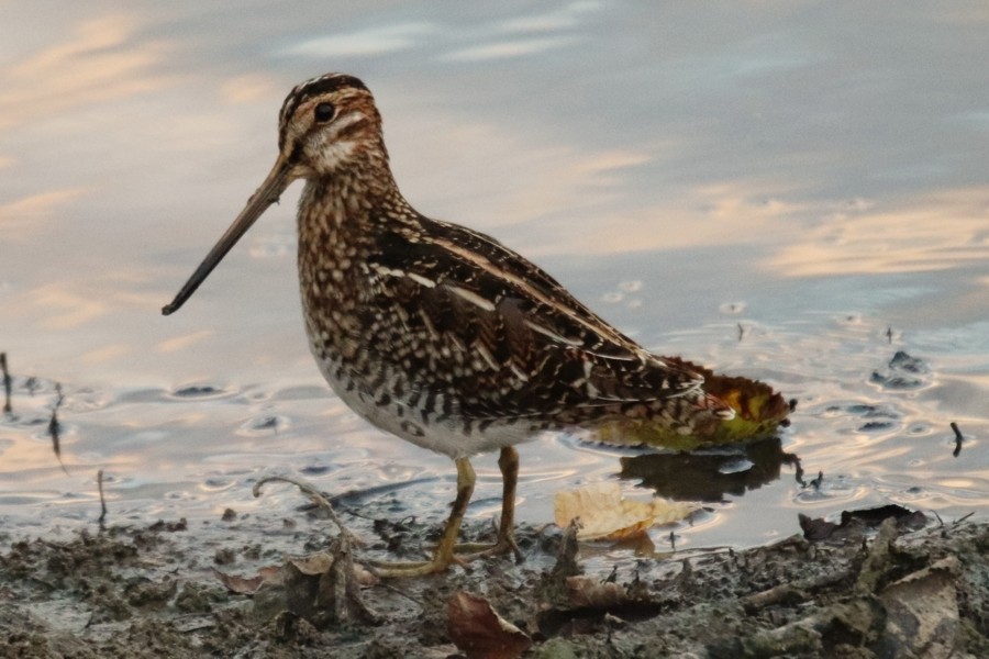 Wilson's Snipe - ML643713348