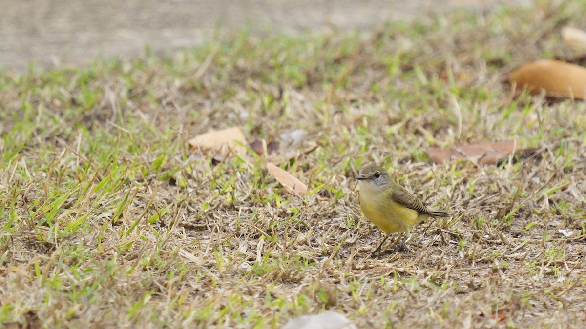 Lemon-bellied Flyrobin - ML643713349