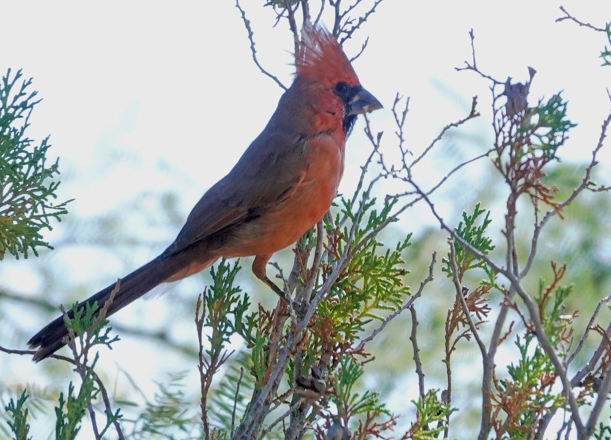 Northern Cardinal - ML643713350