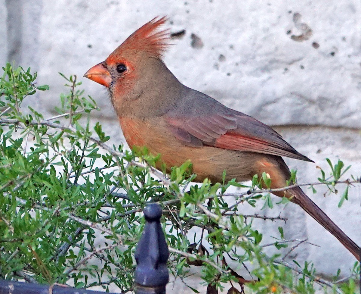 Northern Cardinal - ML643713351