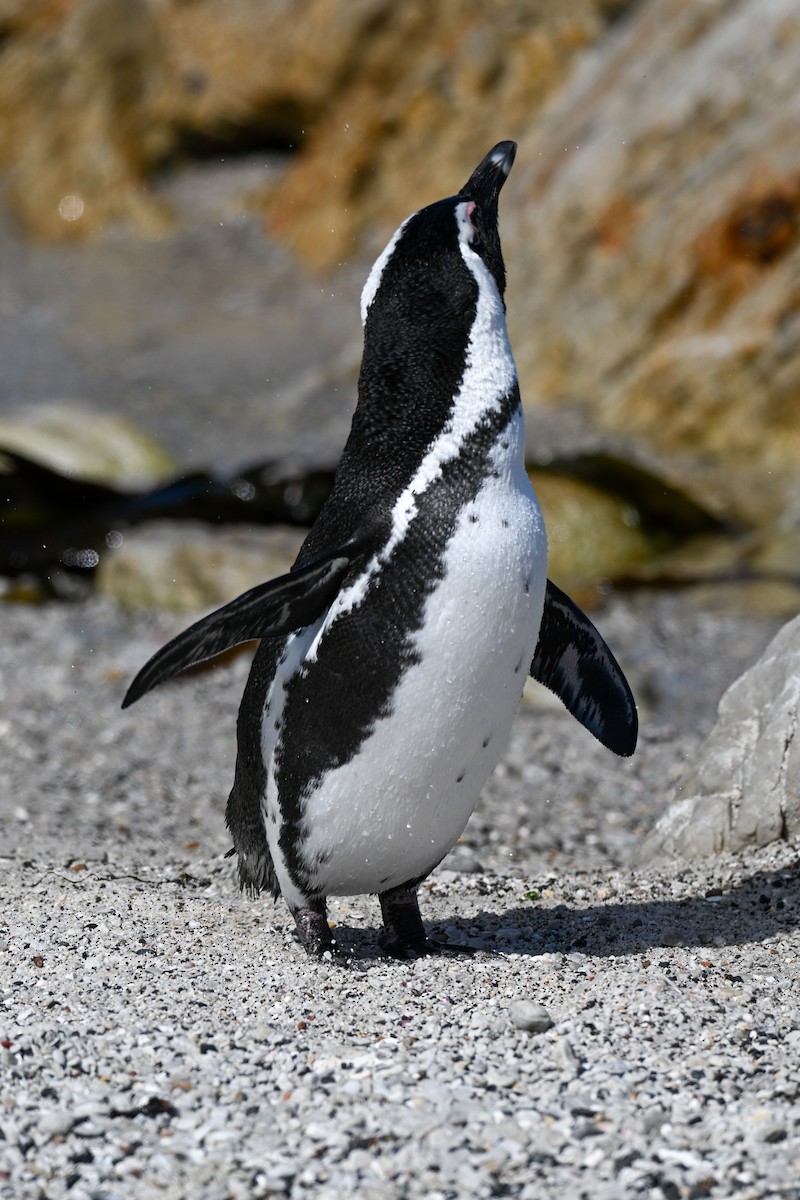 African Penguin - ML643713365