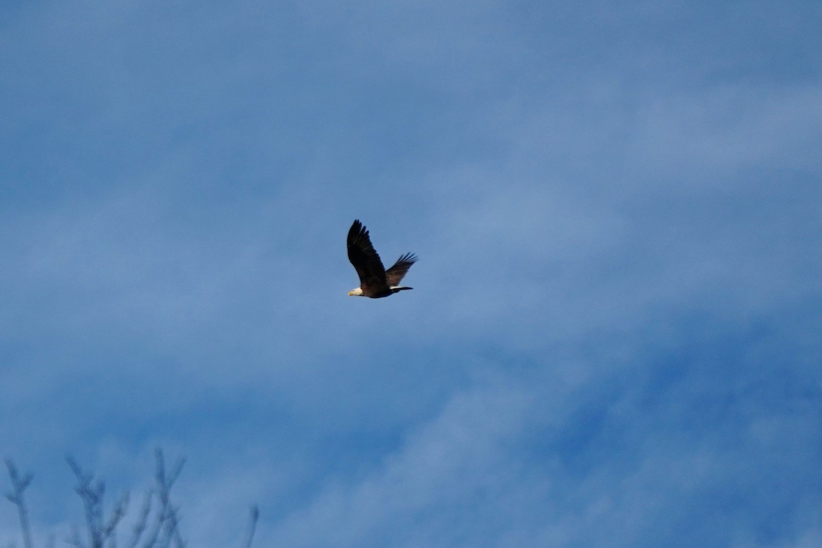 Bald Eagle - ML643713372