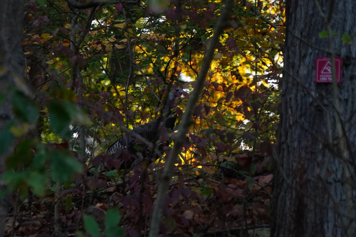 Wild Turkey - ML643713382