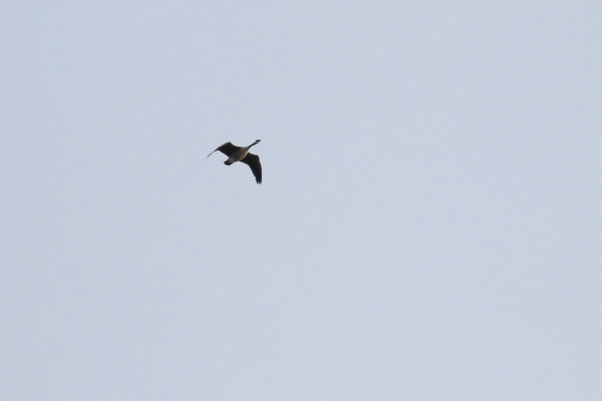 Canada Goose - ML643713390