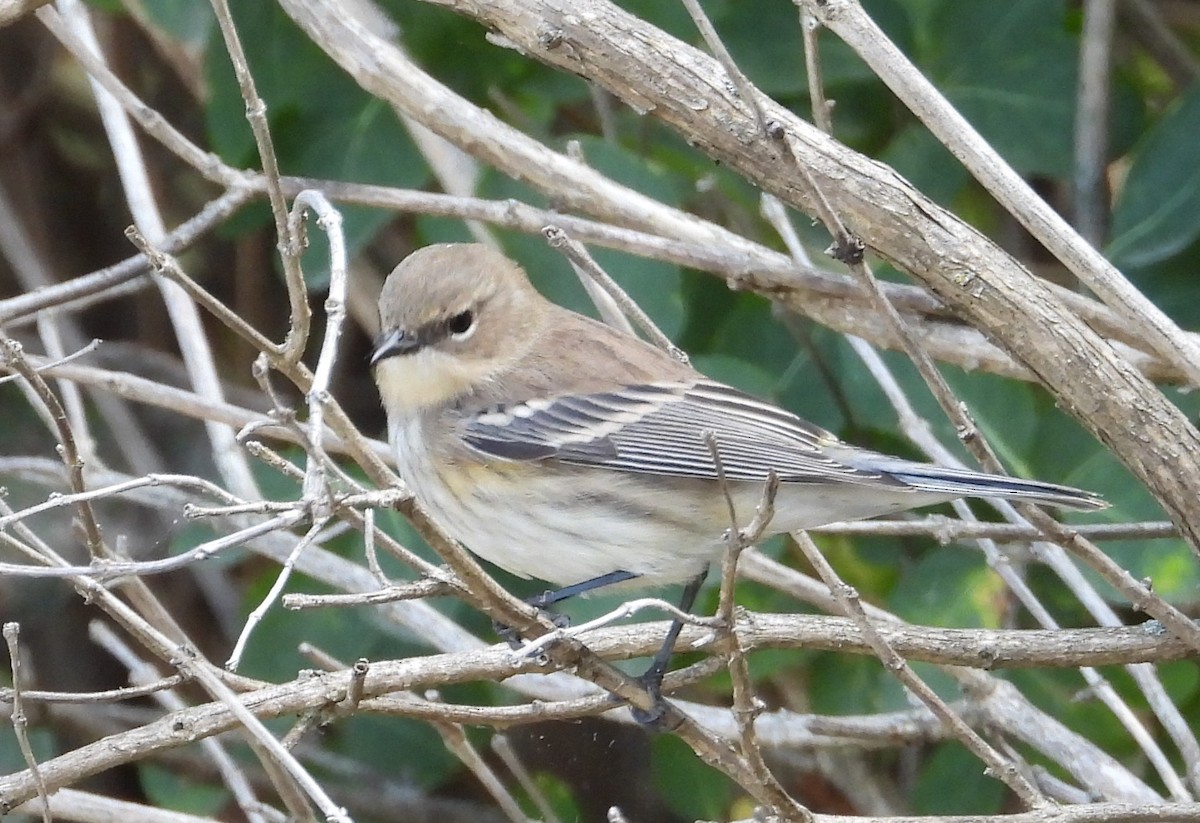 Yellow-rumped Warbler (Myrtle) - ML643713395