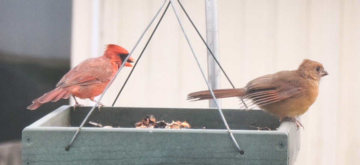 Northern Cardinal - ML643713396
