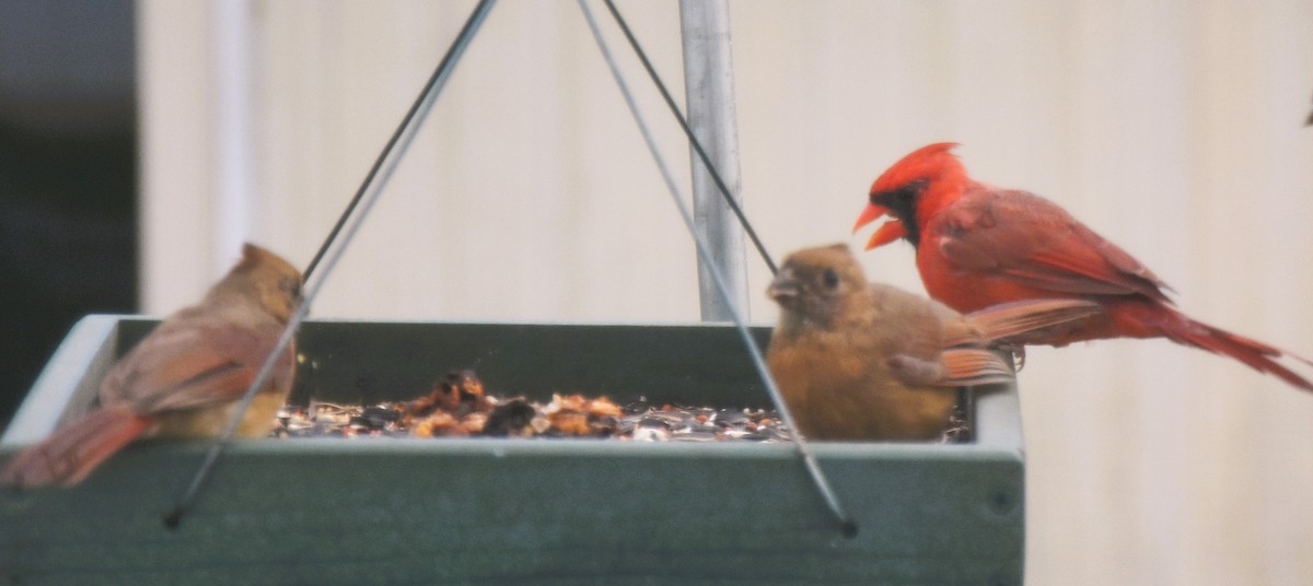 Northern Cardinal - ML643713397