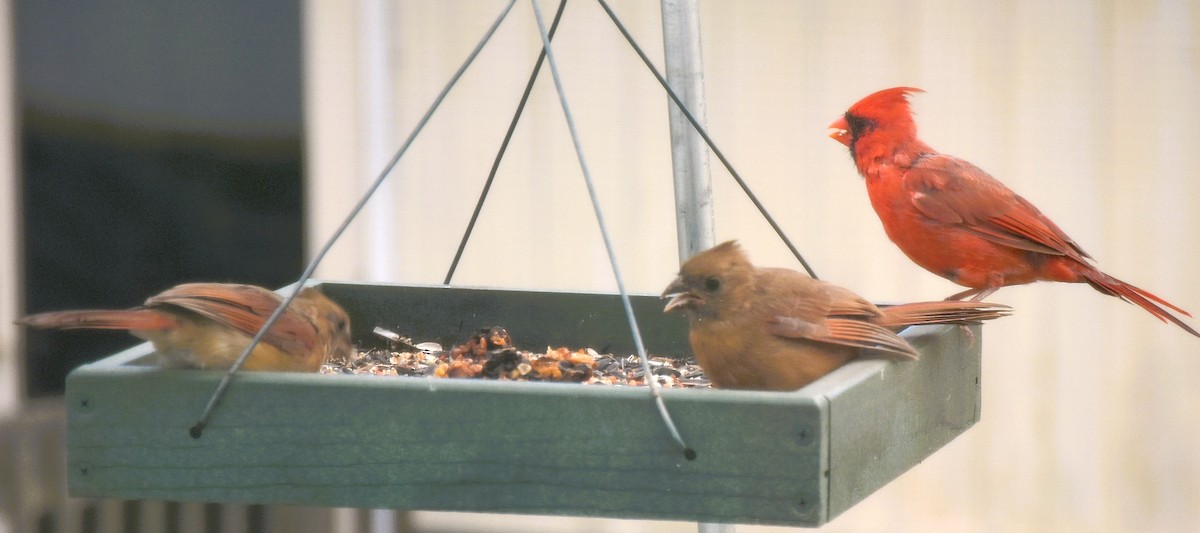 Northern Cardinal - ML643713398