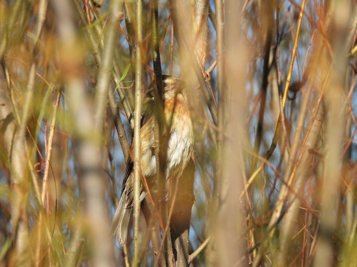 Rose-breasted Grosbeak - ML643713404