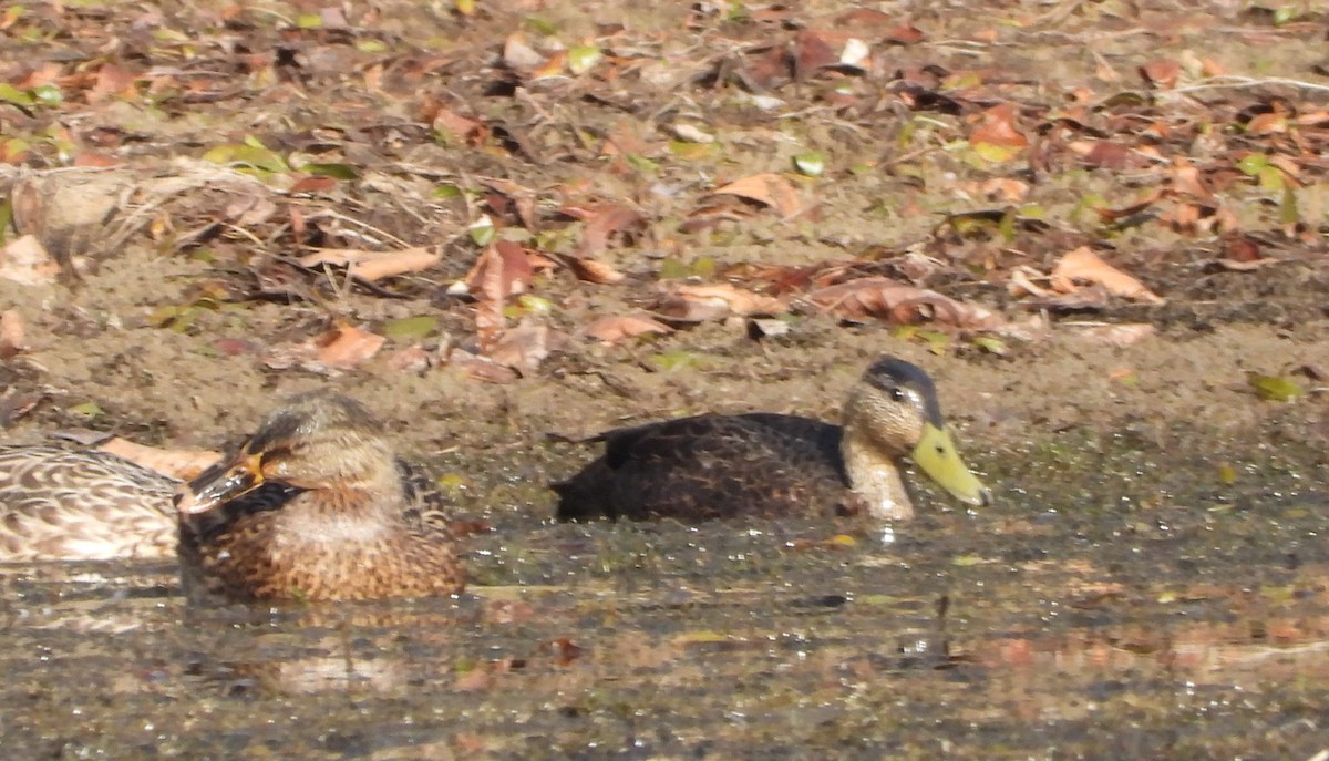 American Black Duck - ML643713406