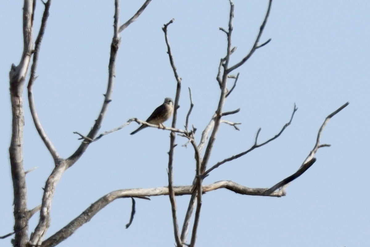 American Kestrel - ML643713407