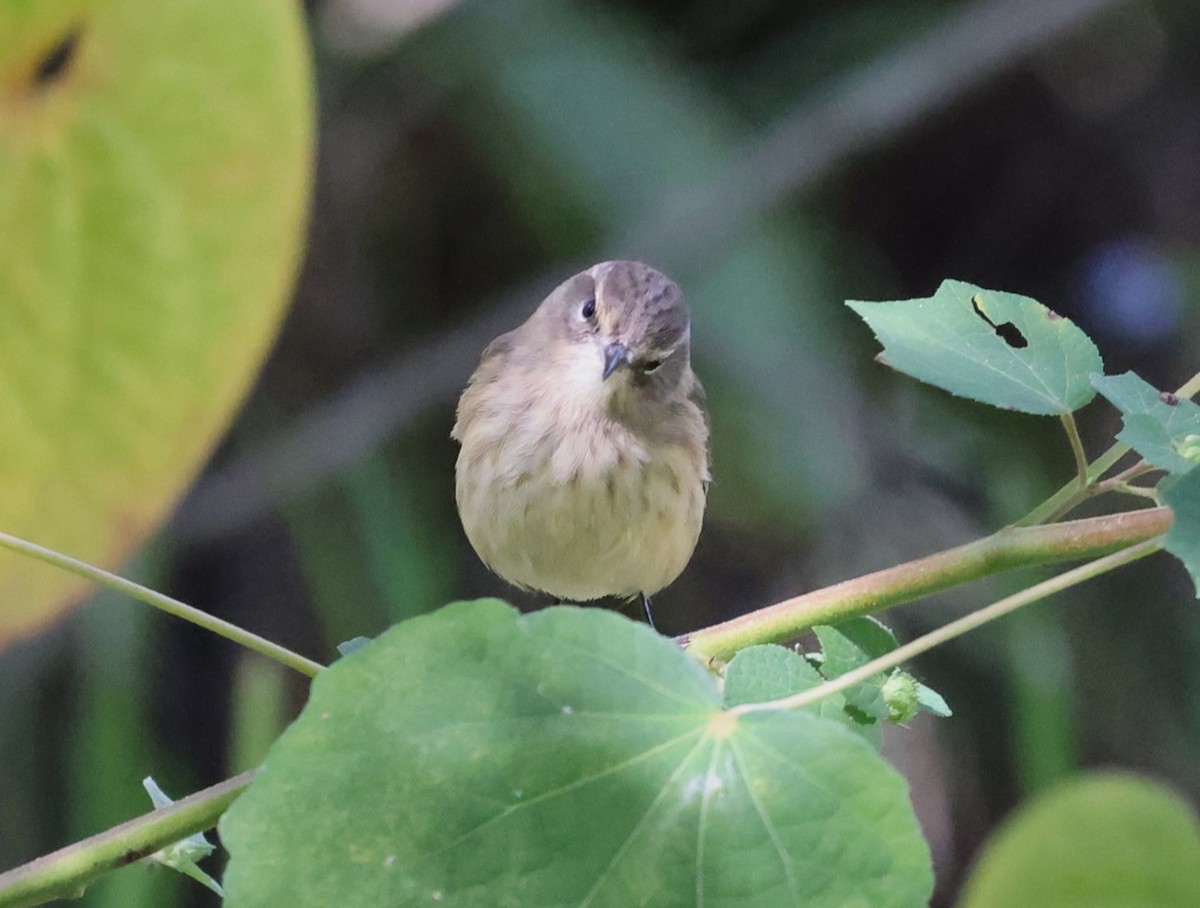 Palm Warbler - ML643713409