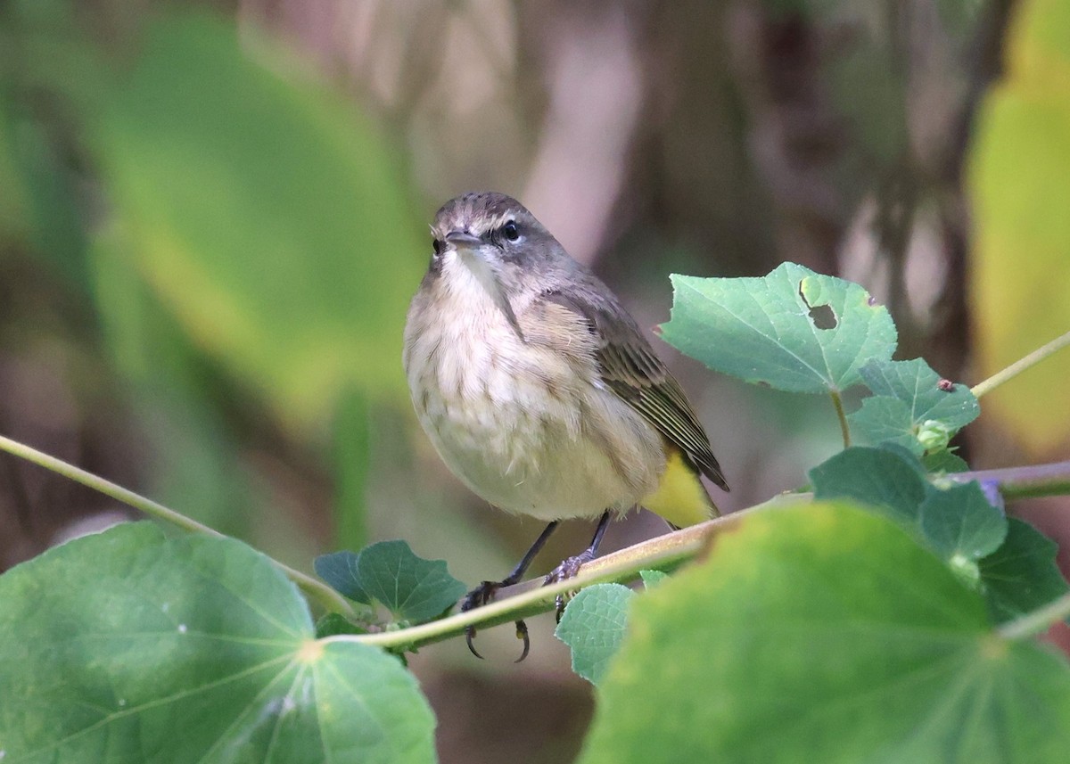 Palm Warbler - ML643713410