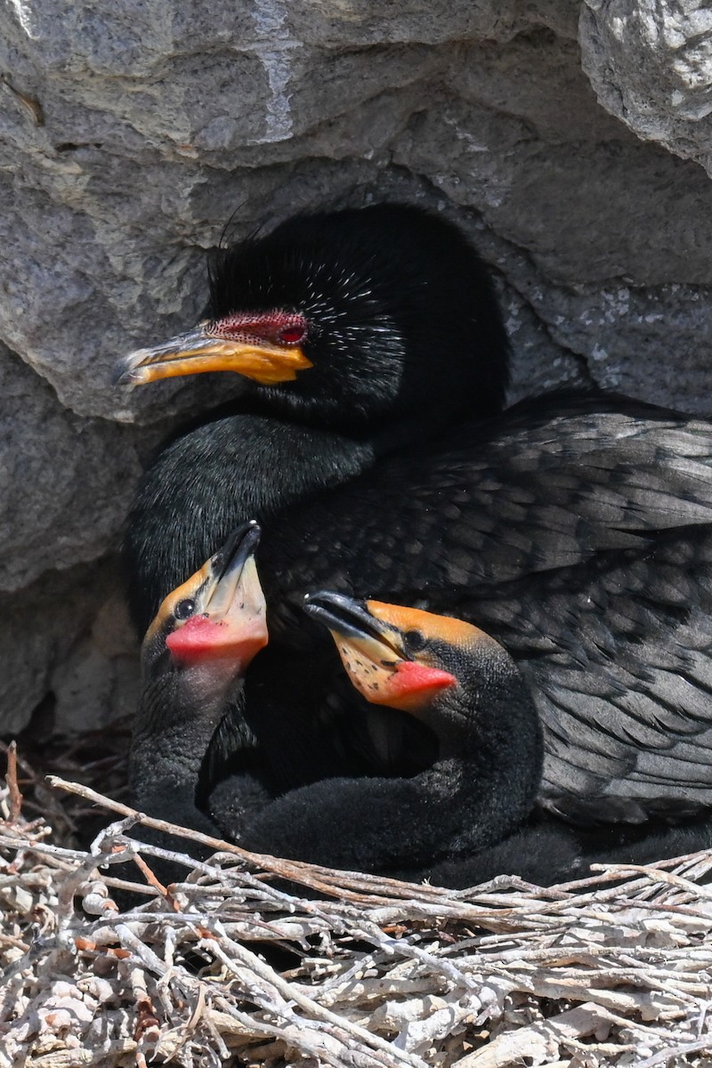 Crowned Cormorant - ML643713411