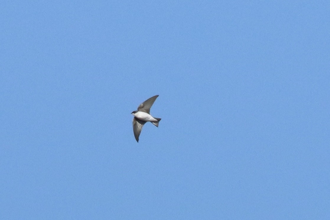 Tree Swallow - ML643713415