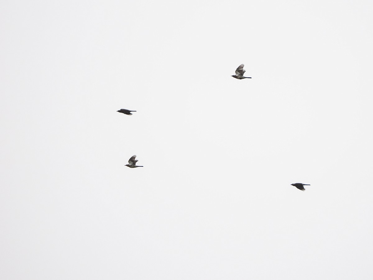 Fieldfare - ML643713420