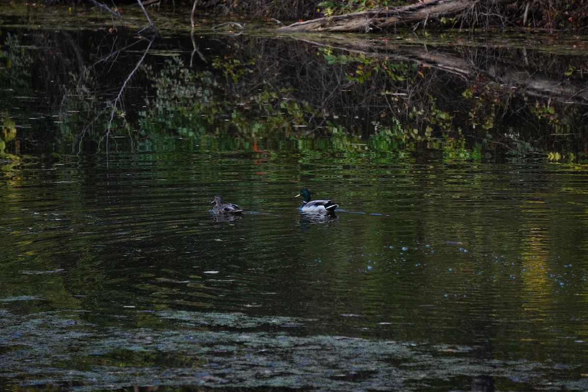 Mallard - ML643713442